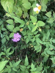 Lantana montevidensis