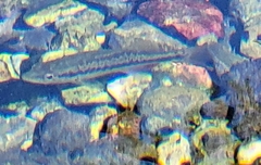 Micropterus treculii