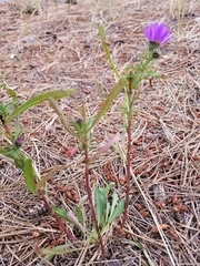 Dieteria bigelovii