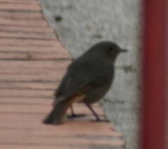 Phoenicurus ochruros