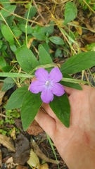Ruellia squarrosa