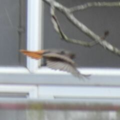 Phoenicurus ochruros