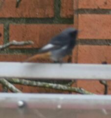 Phoenicurus ochruros