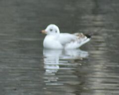 Chroicocephalus ridibundus