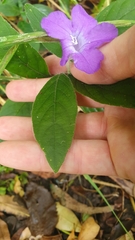 Ruellia squarrosa