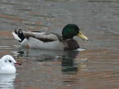 Anas platyrhynchos