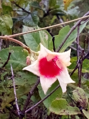 Mandevilla hirsuta