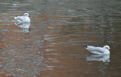 Chroicocephalus ridibundus