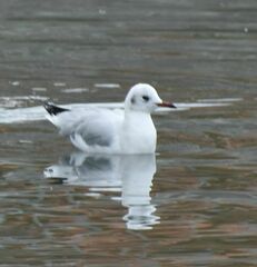 Chroicocephalus ridibundus