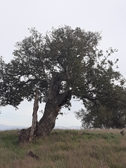 Quercus agrifolia