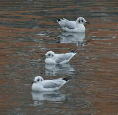Chroicocephalus ridibundus