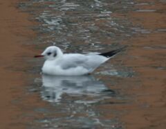 Chroicocephalus ridibundus