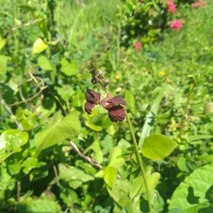 Macroptilium atropurpureum