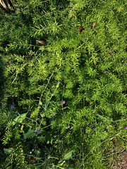 Asparagus