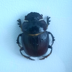 Synapsis tmolus