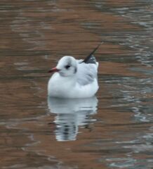 Chroicocephalus ridibundus