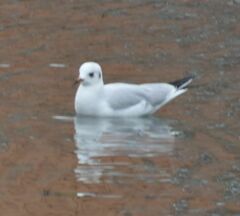 Chroicocephalus ridibundus