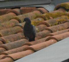 Columba livia domestica