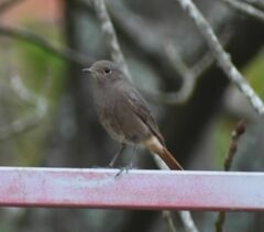 Phoenicurus ochruros