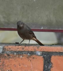 Phoenicurus ochruros