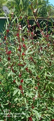 Hibiscus sabdariffa