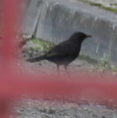 Turdus merula