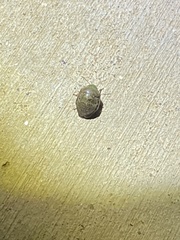 Diolcus chrysorrhoeus