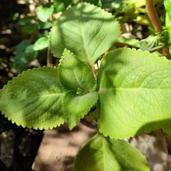 Coleus amboinicus