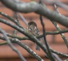 Passer domesticus