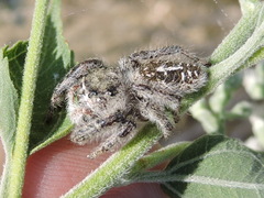 Phidippus texanus
