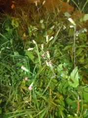 Emilia sonchifolia