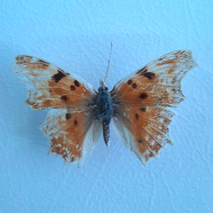 Polygonia egea