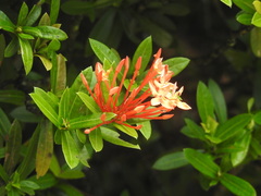 Ixora coccinea