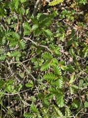 Nothofagus pumilio