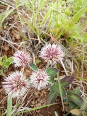 Gomphrena pulchella