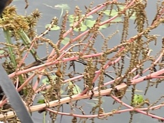 Amaranthus tuberculatus