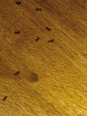 Pheidole