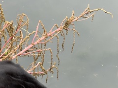 Amaranthus tuberculatus