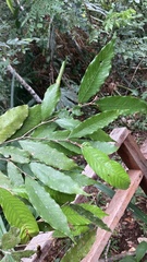 Lithocarpus