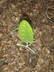 Adenocaulon chilense