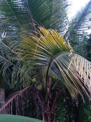 Arecoideae