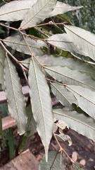Lithocarpus