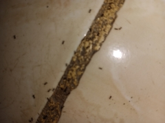 Pheidole