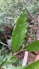 Lithocarpus