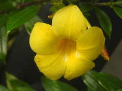 Allamanda cathartica