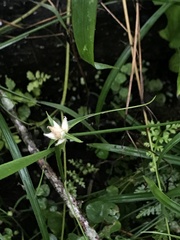 Rhynchospora colorata