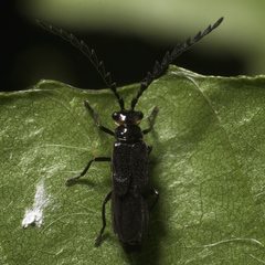 Tytthonyx erythrocephala