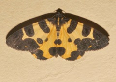 Pantherodes