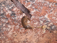 Gammarus