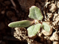 Atriplex semibaccata